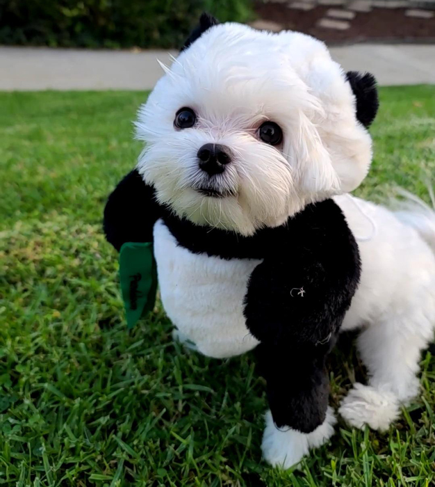Is Pandaloon Profitable Now