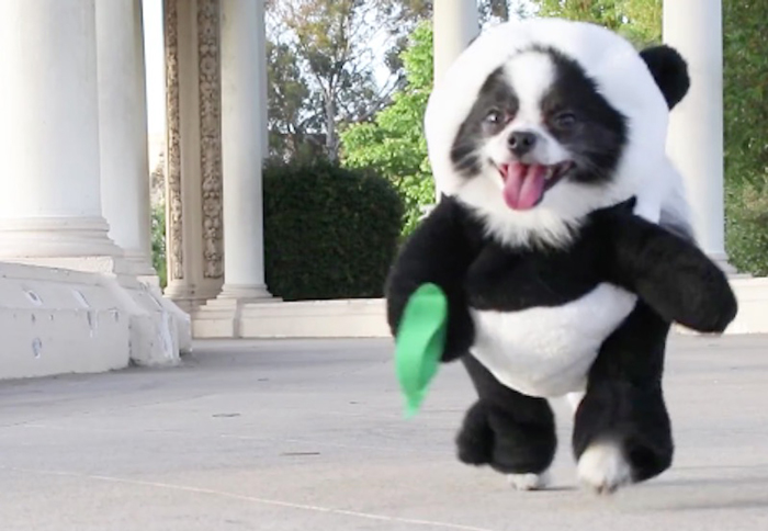 Pandaloon Net Worth