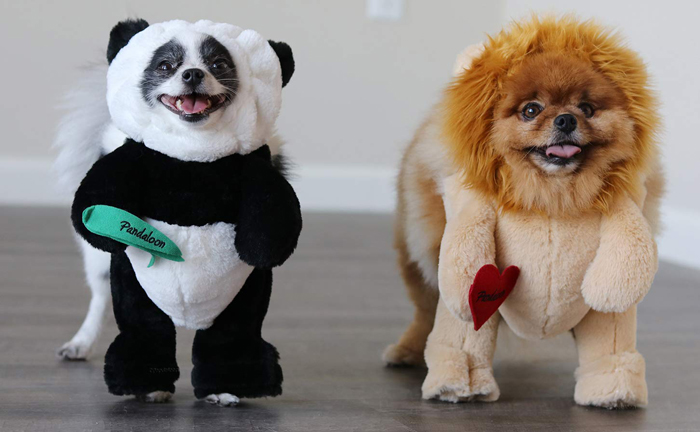 What Happened to Pandaloon After Shark Tank