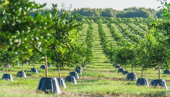 Tree T Pee Net Worth
