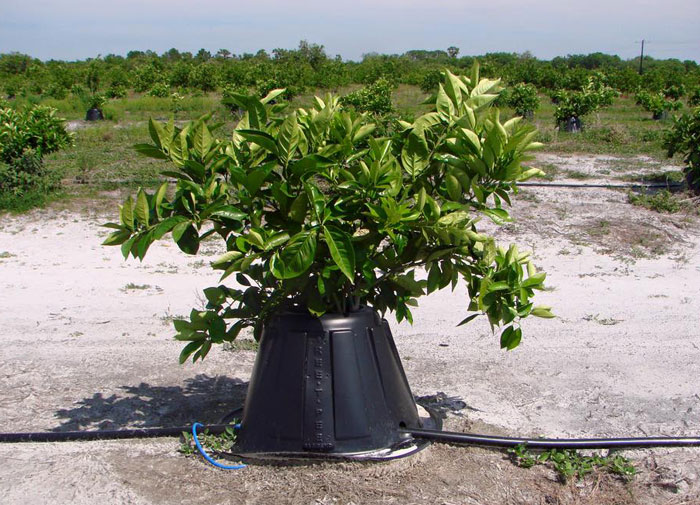 What Is Tree T Pee